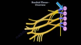 Brachial Plexus anatomy by nabil ebraheim 2,610 views 3 months ago 3 minutes, 7 seconds
