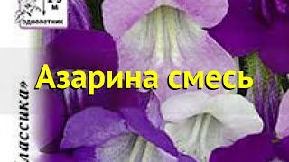 Фрезия (Фрезия смесь). Краткий обзор: Фрезия описание характеристик, где купить семена смесь