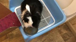 How to teach or train your pet bunny rabbit to use a toilet.
