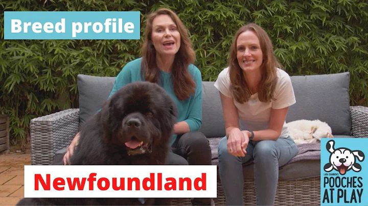 Newfoundland Breed Profile - Expert Dog Training & Dog Health Tips | S7 Ep1 | Pooches at Play