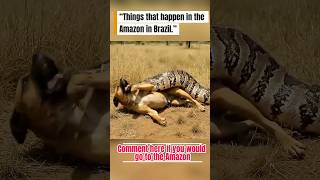 Snake feeds on dogs in Brazil