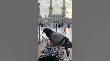 سورة الفاتحة كاملة | Quran Surah Al-Fatiha #القران_الكريم #ذكر_الله #اسلام #دعاء #مسلمين #مؤمنون