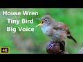 House Wren Song a Concert Documentary