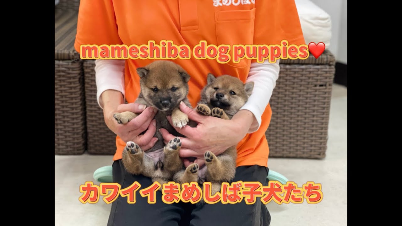 【豆柴・柴犬】かわいい子犬が登場!まめしば亭からハッピーと癒しをお届けします!mameshiba inu puppy - YouTube