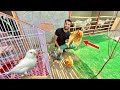 New birds mini zoo main agaiy