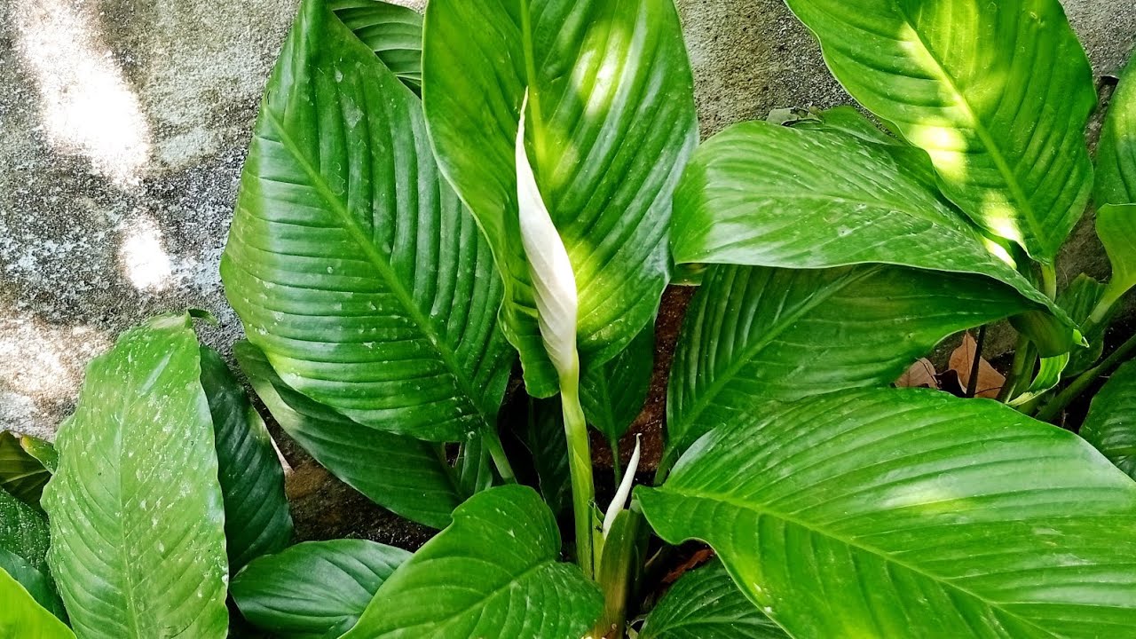 Indoor plants collection 🌿