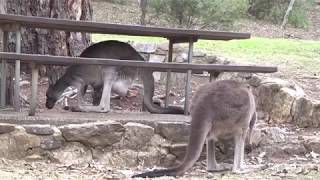 Look! Two Kangaroos walking with five legs!