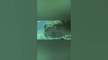 Тяжелая Судьба Морского Огурца и Улитка Гигант