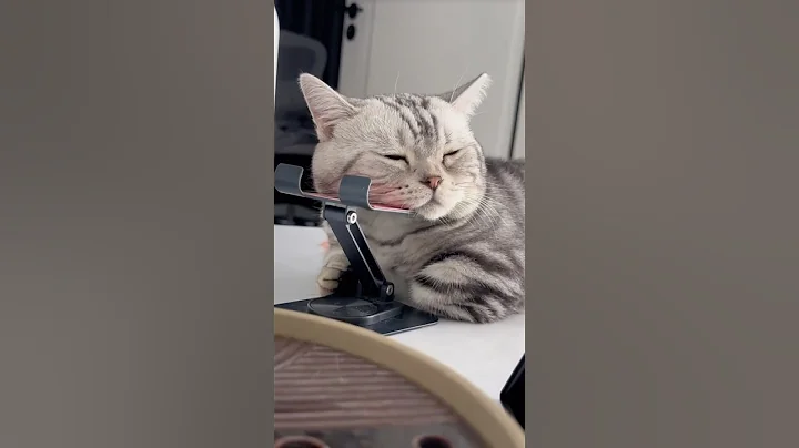 Watch the video about An adorable and funny cat #cutekitten #viralcat #funnycats #catvideo #cat #shorts #catshorts