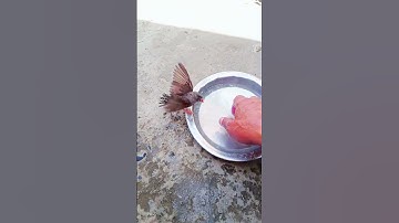 finch free flying #shortvideo #viral #shortsviral