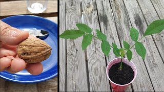 Cómo Germinar Una Nuez