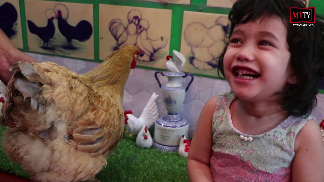 အလှမွေးကြက်ဝါသနာရှင်များနှင့် ရှားပါးကြက်မျိုးစိတ်များ။