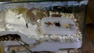 蟻観察 アリ業者の餌検証 Ant Farm Youtube 蟻観察 アリ業者の餌検証 Ant Farm Youtube