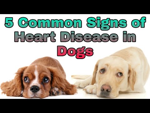 कुत्र्यांमधील हृदयविकाराची 5 सामान्य चिन्हे || हॅपीपेट