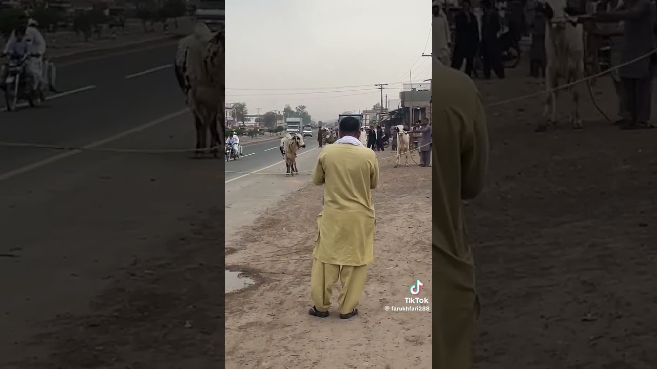 Angry Qurbani Bull On Road 😱
