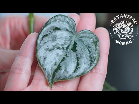 Video: Brandi Philodendron veislė: kaip auginti Philodendron Brandtianum augalus