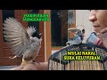 3 bocil kutilang yg mulai nakal & suka keluyuran