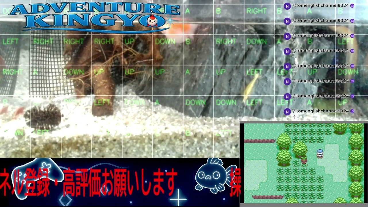 【ポケモンエメラルド】金魚がゲームをプレイ!? 🐟 視聴者コメントで動く参加型ライブ配信 〜Adventure Kingyo〜 パート150 2026-03-01