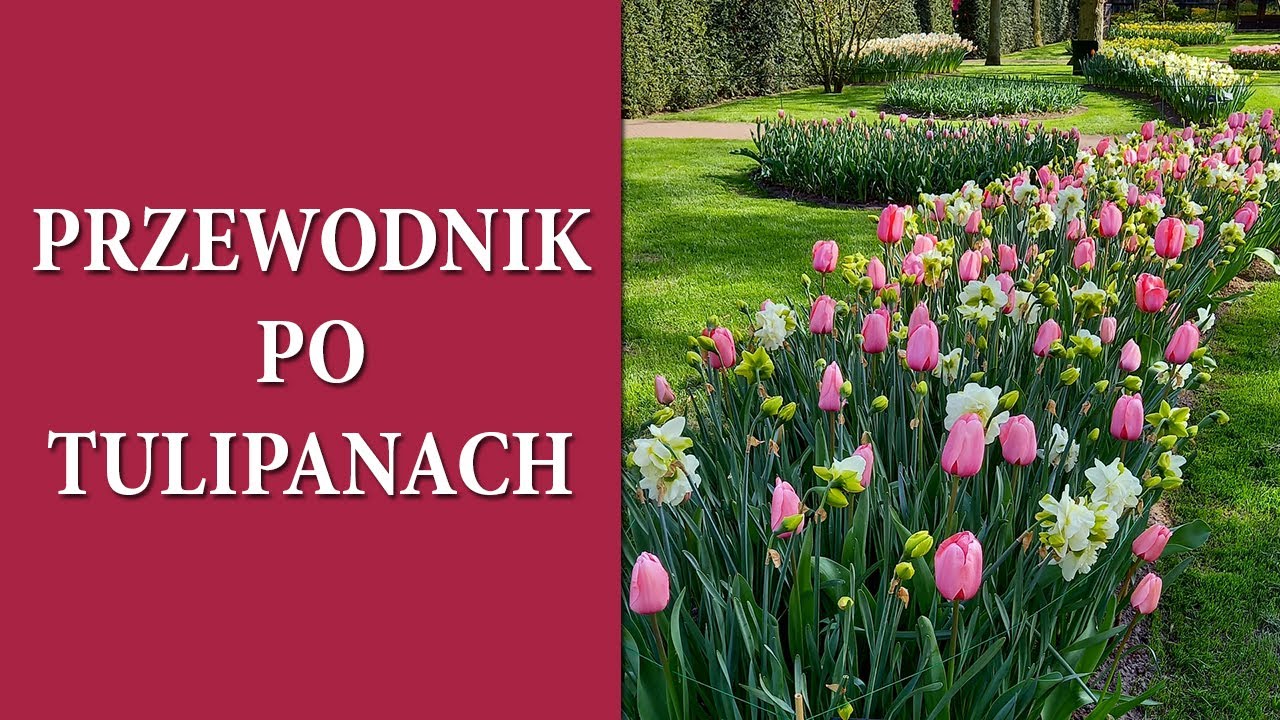 Które TULIPANY będą kwitły latami / Przewodnik po tulipanach / MrsGarden