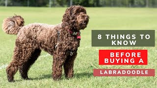 8 Things to Know Before Buying a Labradoodle