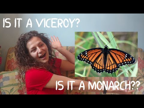 HOW TO Tell the Difference Between a Monarch and Viceroy Butterfly