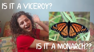 HOW TO Tell the Difference Between a Monarch and Viceroy Butterfly