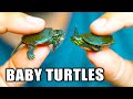 How to Catch *BABY TURTLES* - Part One