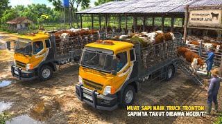 Become a Reliable Farmer 🤣 Load Super Cows on a Tronton Racing Truck 🔥 Truck Simulator Indonesia screenshot 5
