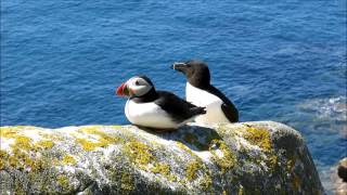Great Saltee Island, Co Wexford