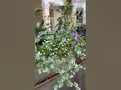 Красивая Клумба на Крыше #цветы #flowerbed on the Roof ! LONDON #shorts ...