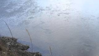 Otter in the River Lune at Ruskin's View, Kirby Lonsdale 140216