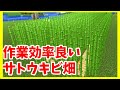 【マイクラ初心者攻略】 サトウキビ畑の作り方と明かりがなくても育つのか? 実験してみた まあクラ 【ゆっくり実況】