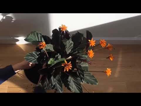 Videó: Calathea Crocata (25 Fotó): Virág Gondozása Otthon, Sáfrány Calathea átültetése Vásárlás és Reprodukció Után. Miért Száradnak A Levelei?