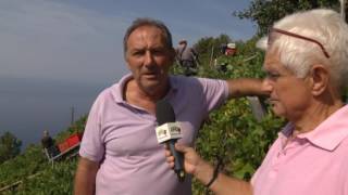 Vendemmia 2016 alle 5 terre 12092016