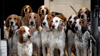 Know Moore: Blessing of the Hounds