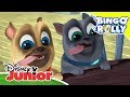 Aprender con Disney Junior: Los países del mundo con Bingo y Rolly | Disney Junior Oficial