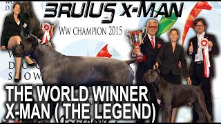 the best cane corso - world winner X-man