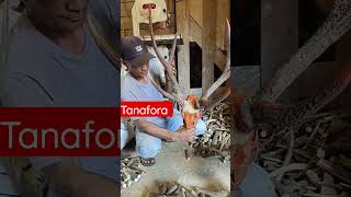 Tanduk Rusa Cabang Enam