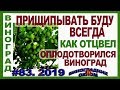 🍇 Отличный результат. КАК прищипка и кольцевание винограда повлияли на цветение и оплодотворение.