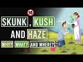 Skunk, Kush and Haze: The Genetic Base for all Modern Cannabis!
