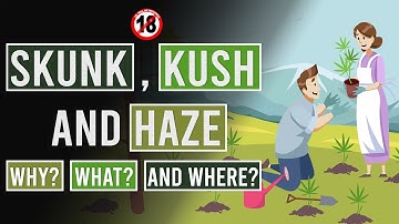 Skunk, Kush and Haze: The Genetic Base for all Modern Cannabis!