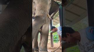 กลัวบ้างก็ดี #elephant #india