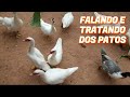 TRATANDO E FALANDO SOBRE PATOS