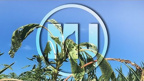 Identifying Palmer Amaranth and Common Waterhemp - Amit Jhala - July 27, 2018