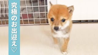 「おかえり！」うれしすぎて尻尾が高速稼働中♪