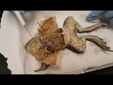 Frog Dissection:  Internal Anatomy