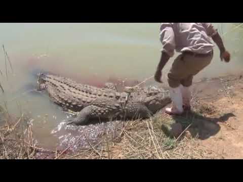 Buaya Nil  Berburu Di sungai  Nil  YouTube