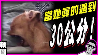 封面：當女人真的遇到30公分時🤣金箍一棒她升天！｜#墨鏡哥新梗圖梗文迷因搞笑對話神留言 171｜吃飯、喝水不要看｜😎墨鏡哥主頻道😎