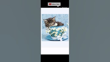 Sweet kitten 🐱 Jigsaw puzzles 🧩 #apt #jigsawpuzzle #gameplay #labubu #funny