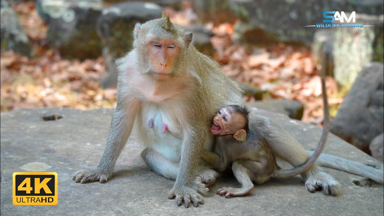 Structured Nurturing: BUTTON's Pre-Feeding Routine